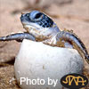 Turtle Island Egg Laying Hatchery